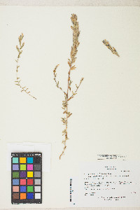 Cordylanthus mollis image