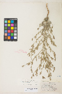 Cordylanthus parviflorus image