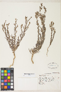 Cordylanthus parviflorus image