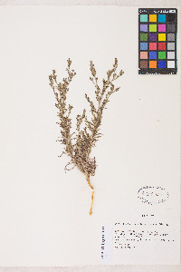 Cordylanthus parviflorus image