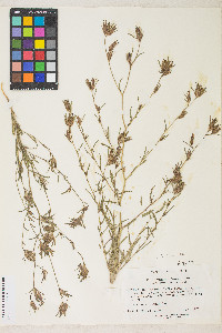 Cordylanthus pilosus subsp. trifidus image