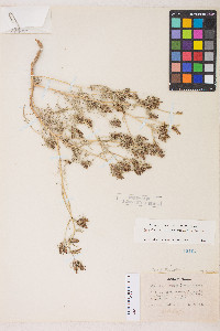 Cordylanthus ramosus image