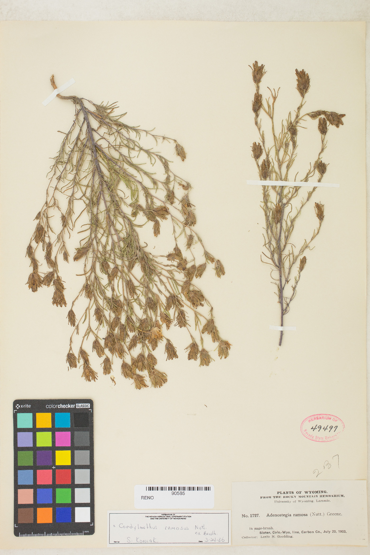 Cordylanthus ramosus image