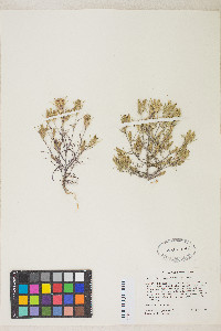 Cordylanthus ramosus image