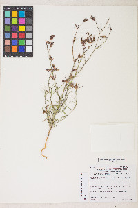 Cordylanthus tenuis subsp. tenuis image