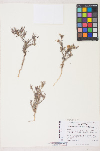 Cordylanthus wrightii image