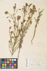 Cordylanthus wrightii image