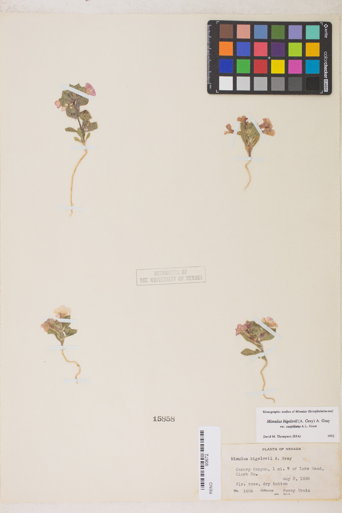 Diplacus bigelovii var. cuspidatus image