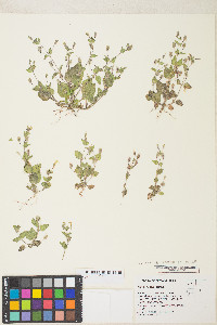 Erythranthe floribunda image