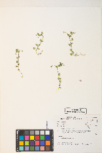 Veronica persica image