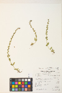 Veronica serpyllifolia subsp. humifusa image