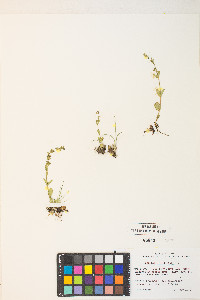 Veronica serpyllifolia subsp. humifusa image