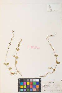 Veronica serpyllifolia subsp. humifusa image