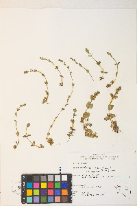 Veronica serpyllifolia subsp. humifusa image