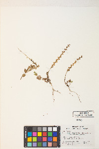 Veronica serpyllifolia subsp. humifusa image