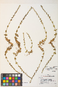 Veronica serpyllifolia subsp. humifusa image