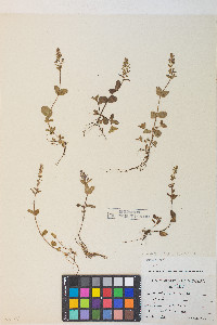 Veronica serpyllifolia subsp. humifusa image