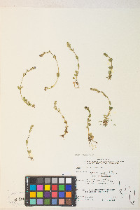 Veronica serpyllifolia subsp. humifusa image