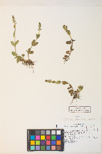 Veronica serpyllifolia subsp. humifusa image