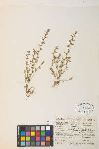 Veronica peregrina subsp. xalapensis image