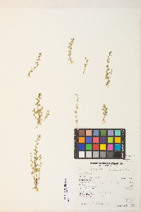 Veronica peregrina subsp. xalapensis image