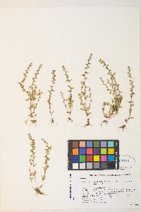 Veronica peregrina subsp. xalapensis image