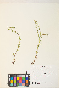 Veronica peregrina subsp. xalapensis image