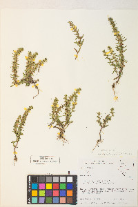 Veronica peregrina subsp. xalapensis image