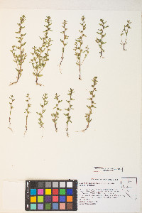 Veronica peregrina subsp. xalapensis image