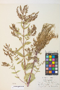 Veronica anagallis-aquatica image