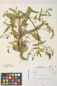 Veronica anagallis-aquatica image