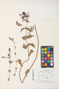 Veronica anagallis-aquatica image