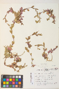 Veronica anagallis-aquatica image