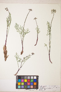Lomatium nevadense var. parishii image