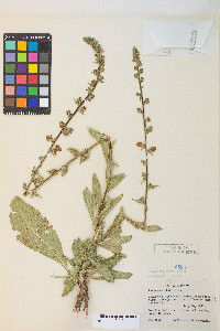 Verbascum virgatum image