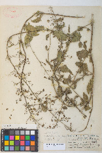 Scrophularia desertorum image