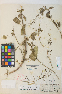 Scrophularia desertorum image