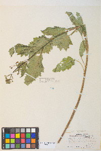 Scrophularia desertorum image