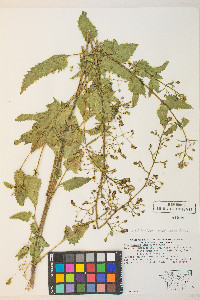 Scrophularia desertorum image