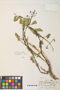 Scrophularia desertorum image