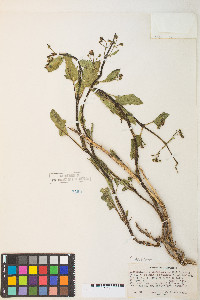 Scrophularia desertorum image