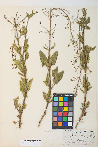 Scrophularia desertorum image