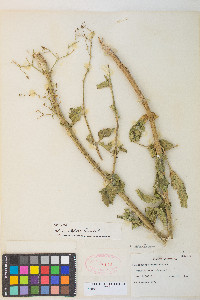 Scrophularia desertorum image