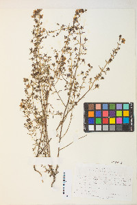Image of Seymeria glandulosa