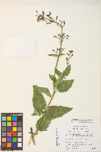 Scrophularia lanceolata image