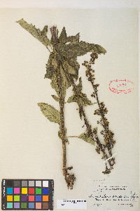 Scrophularia lanceolata image