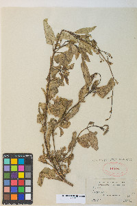 Scrophularia lanceolata image