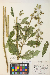 Scrophularia lanceolata image