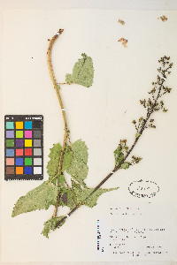 Scrophularia lanceolata image