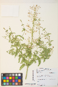 Scrophularia desertorum image